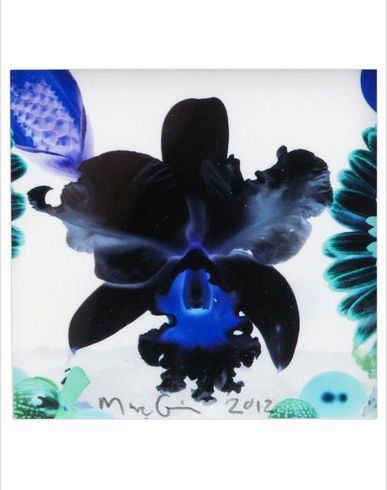 ZOOM MARC QUINN - Edition